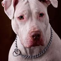 I love my Pitbull