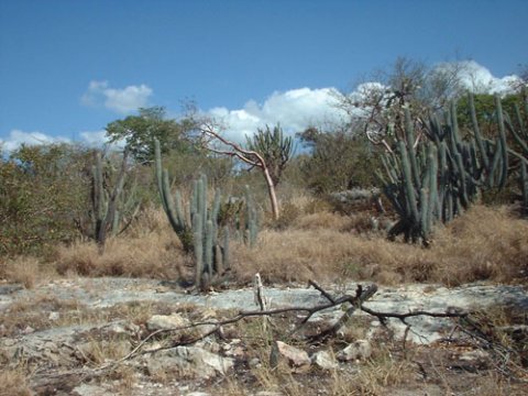 guanica bosque seco