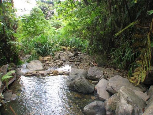 LUQUILLO-Bosque Nacional El Yunque^IMG_5197-Download