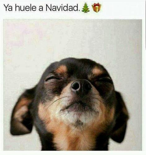 Navidad De Perros