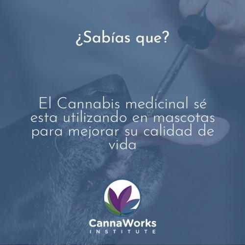 Cannabis Medicinal para Mascotas